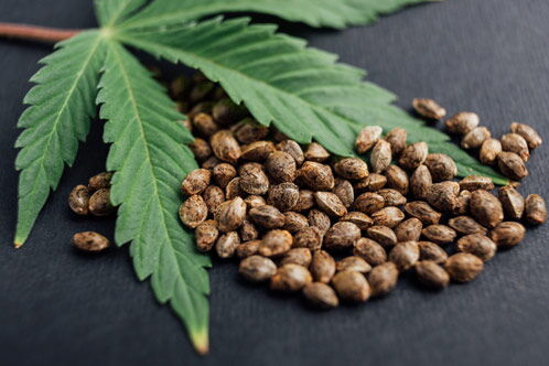 Cannabissamen mit Blüte auf schwarzem Hintergrund