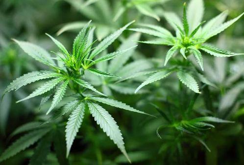 Detailansicht einer Cannabispflanze
