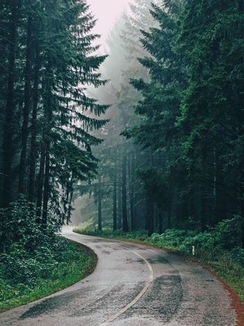 Regnerische Straße durch den Wald schlängelnd