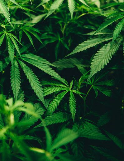 Cannabispflanze in Nahansicht