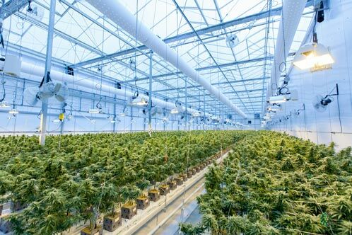 Gewächshaus mit Cannabispflanzen