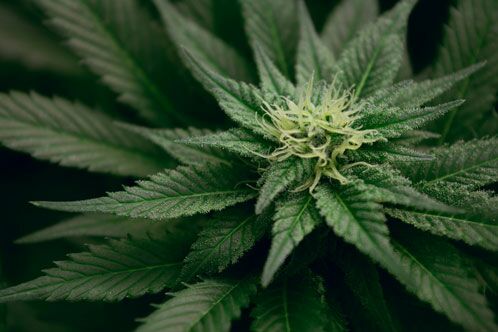 Cannabispflanze in Nahansicht