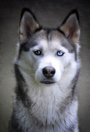 Portraitfoto von einem Husky