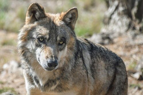 Wolf