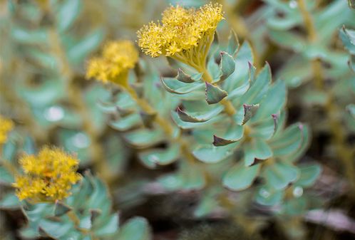 Rosenwurz (Rhodiola Rosea)
