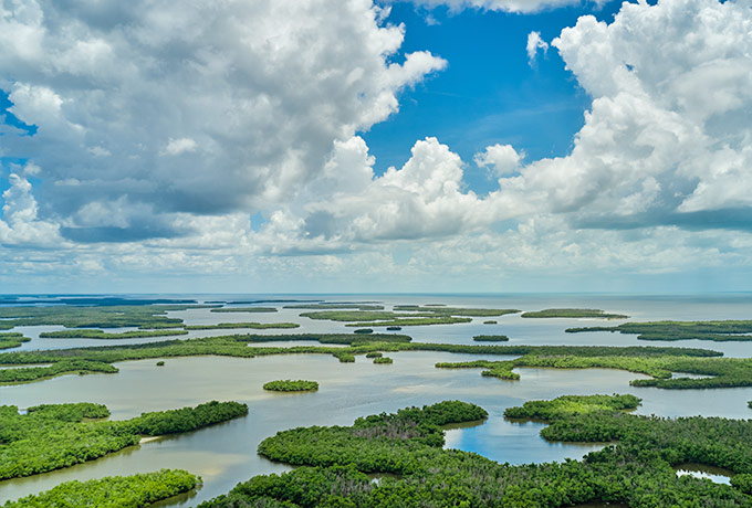 Mangroven in Florida