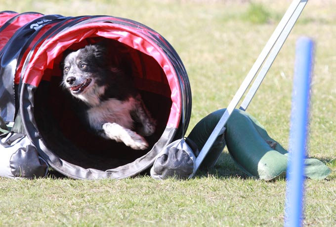 Hundesportverein „Flotte Pfoten“ Magdeburg