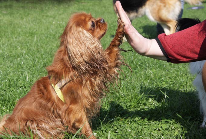 Hundesportverein (H)alle Hunde